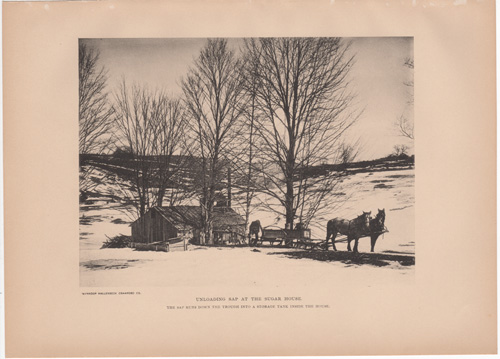 Unloading sap at the sugar house. The sap runs down the trough into a storage tank inside the house.